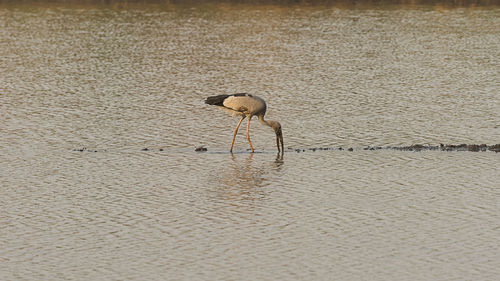 Bird on sand at beach