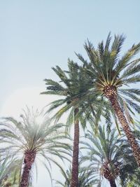 Low angle view of palm trees against clear sky