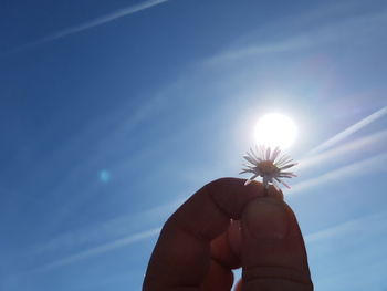 Cropped hand holding flower against blue sky