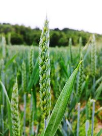 Close-up of wheat growing on field