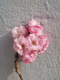 Close-up of pink flowers on wall