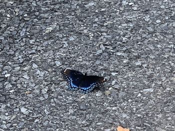 High angle view of animal on road