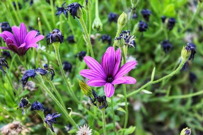 Close-up of insect on purple flowering plant