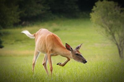 Animals grazing on grassy field