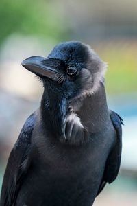 Blackbird close-up