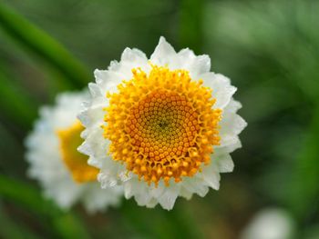 Close-up of white daisy flower