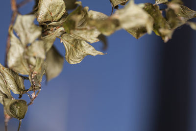 Low angle view of flower tree against blue sky