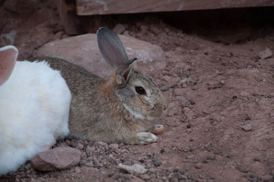 Close-up of a rabbit on field