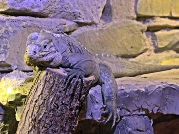 Close-up of iguana on wood at zoo