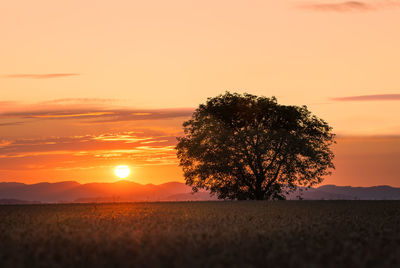 Tree on field against sky during sunset