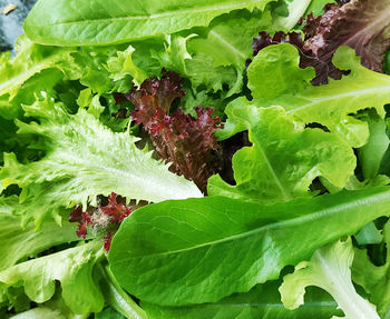 Close-up of fresh green leaves