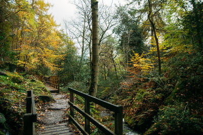 Footbridge in forest during autumn