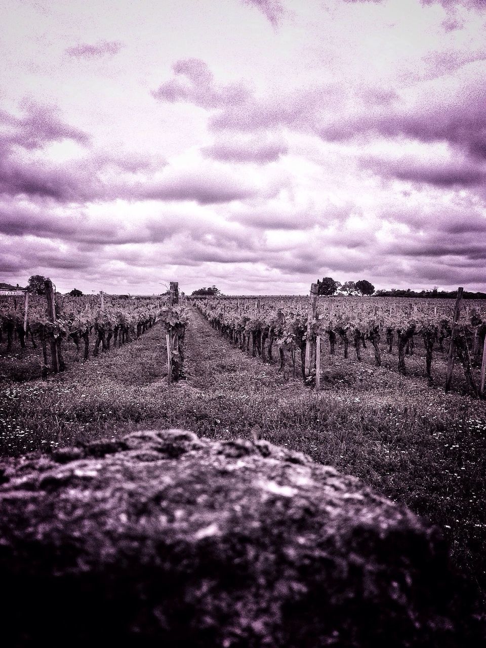 the way forward, sky, landscape, cloud - sky, diminishing perspective, tranquility, field, tranquil scene, vanishing point, cloudy, nature, dirt road, rural scene, fence, cloud, scenics, grass, beauty in nature, surface level, weather