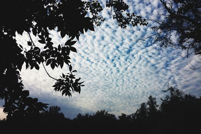 Low angle view of trees against sky