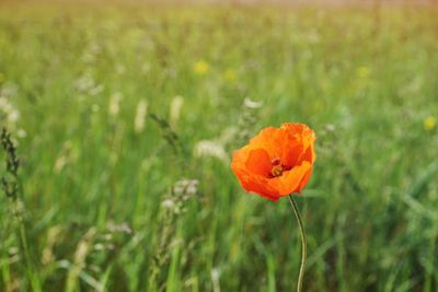 Close-up of poppy blooming on field