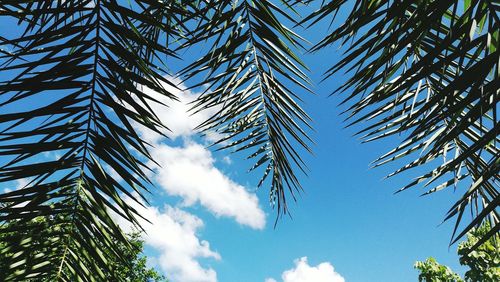 Low angle view of trees against blue sky