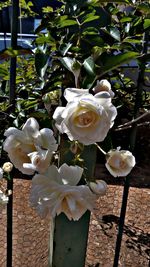 Close-up of fresh white flowers blooming outdoors