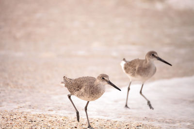 View of birds on land