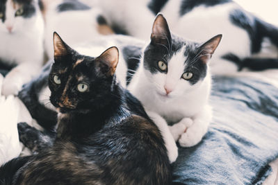Portrait of cats on bed at home