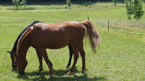 Horse grazing in field