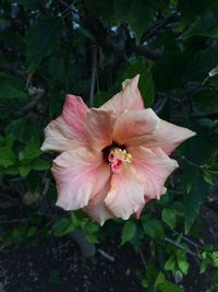 Close-up of pink flower blooming outdoors