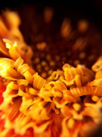 Close-up of yellow flowers