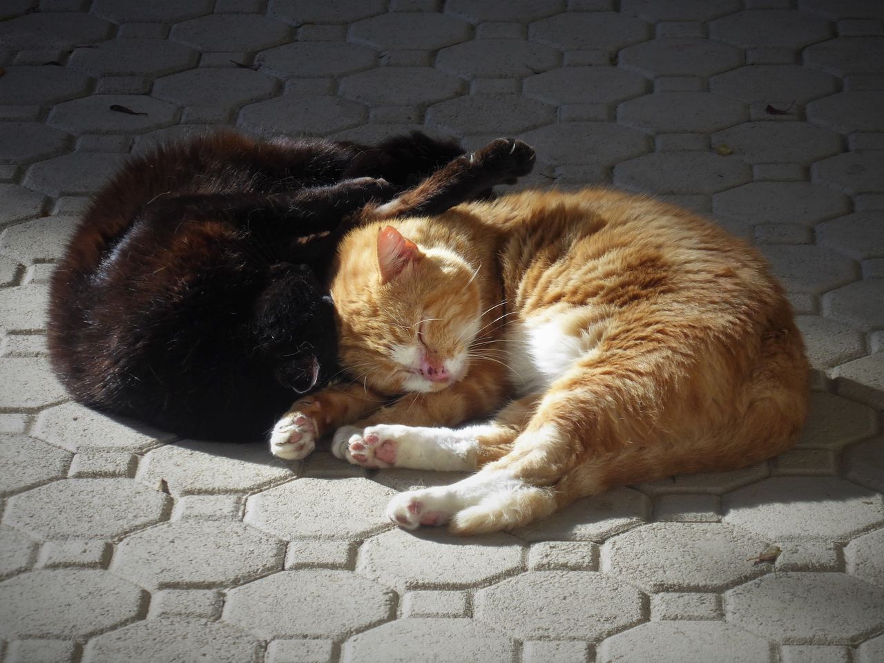 domestic cat, cat, domestic, pets, mammal, feline, domestic animals, animal themes, animal, vertebrate, group of animals, relaxation, two animals, no people, footpath, lying down, sleeping, resting, togetherness, whisker, paving stone, ginger cat, animal family