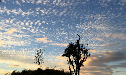 Low angle view of silhouette tree against sky