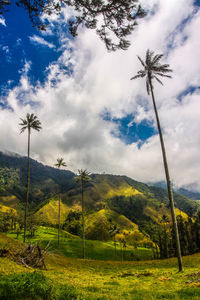 Scenic view of trees on field against sky