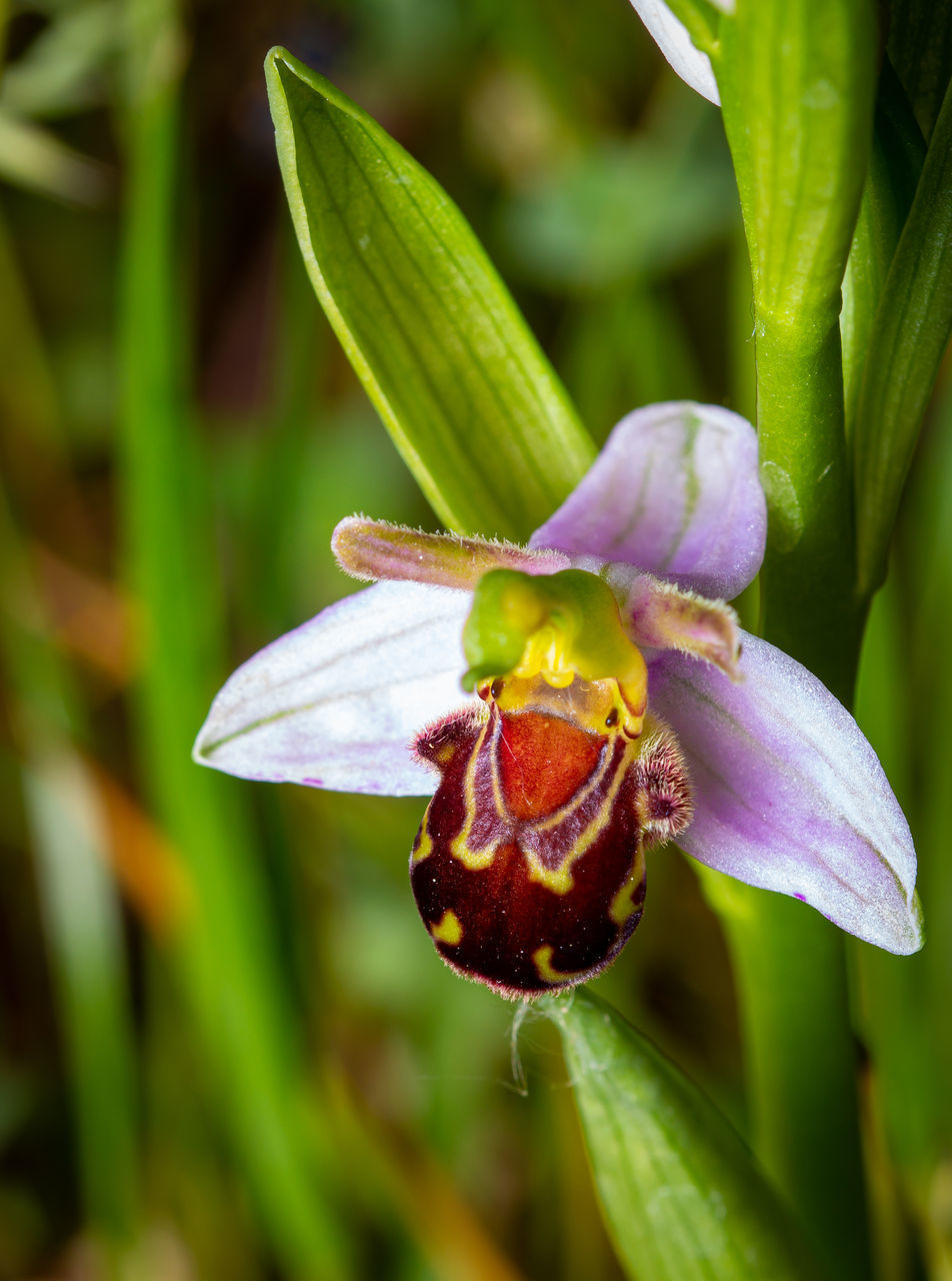 CLOSE-UP OF INSECT POLLINATING ON RED FLOWER