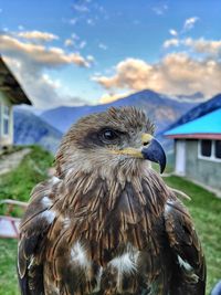 Close-up of eagle