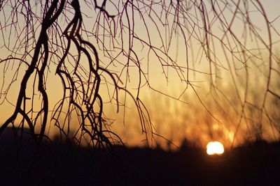 Silhouette of trees at sunset