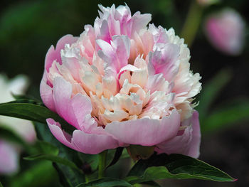 Close-up of pink flower