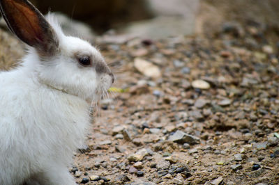 Close-up of a rabbit