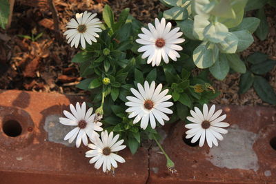 High angle view of white flowering plants