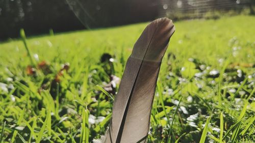 Close-up of feather on field