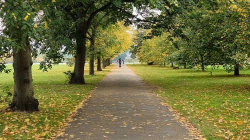 Empty road amidst trees