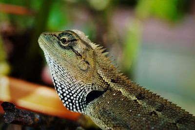 Close-up of a lizard