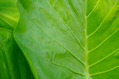 Macro shot of green leaf