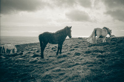 Horses on field against sky