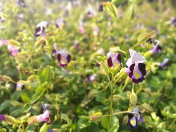 Close-up of purple flowers blooming outdoors