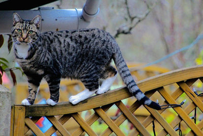 Portrait of tabby cat on tree