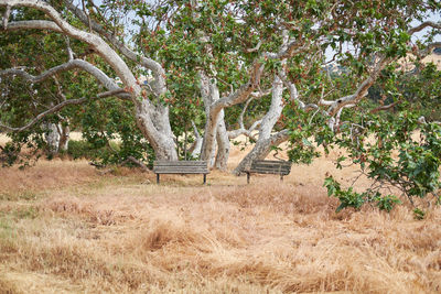 Trees on field