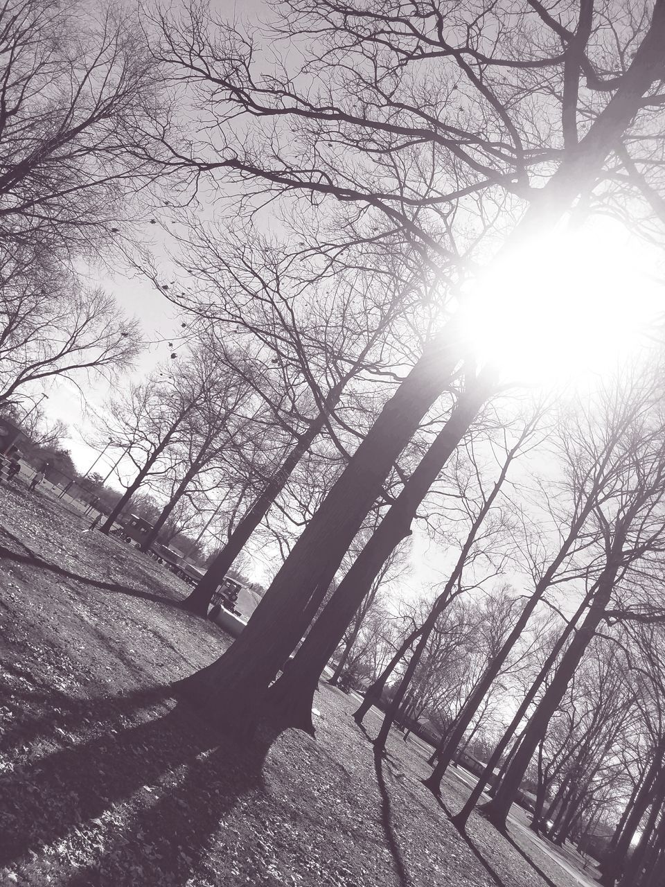 BARE TREE AGAINST SKY