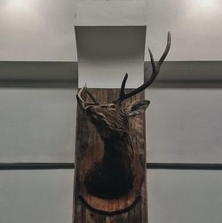 Close-up of horse hanging