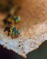 High angle view of fly