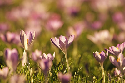 Close-up of pink crocus flowers