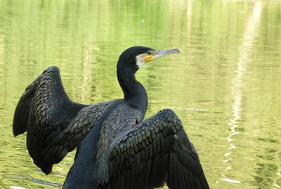 Duck on a lake