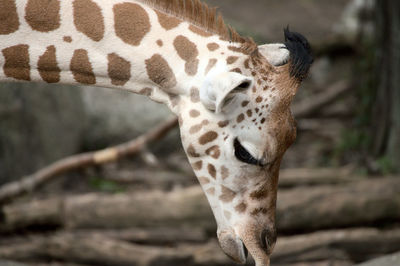 Close-up of giraffe in zoo