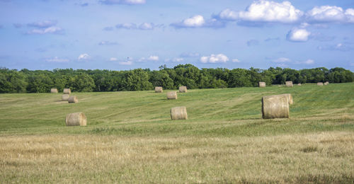Scenic view of grassy field against sky